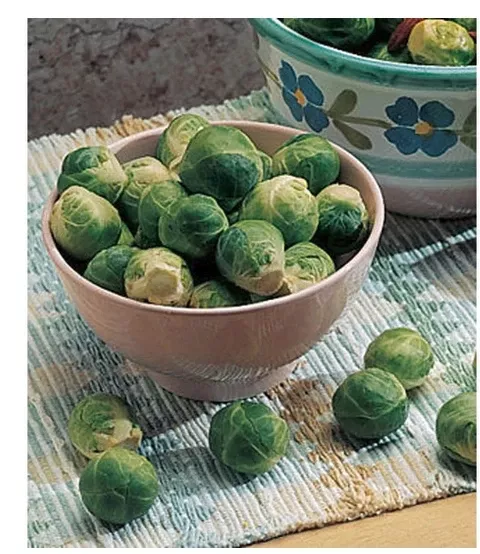 Brussels Sprouts; Catskill; Hrlm