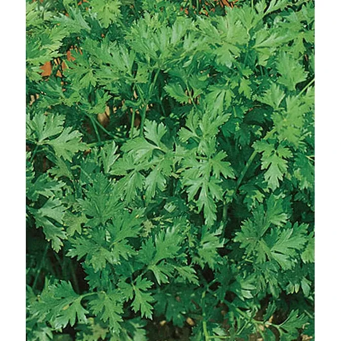 Organic Parsley Seeds - Italian Plain-leafed - 1.00 Count